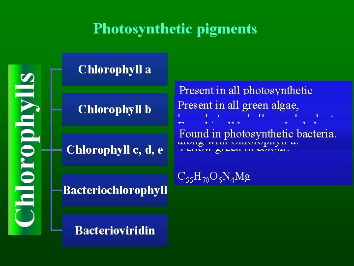 Chlorophylls Photosynthetic pigments Chlorophyll a Chlorophyll b Chlorophyll c, d, e Bacteriochlorophyll Bacterioviridin Present