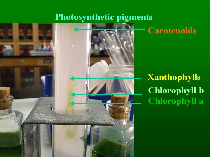 Photosynthetic pigments Carotenoids Xanthophylls Chlorophyll b Chlorophyll a 