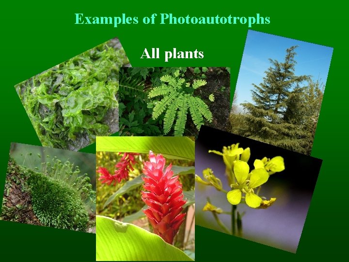 Examples of Photoautotrophs All plants 