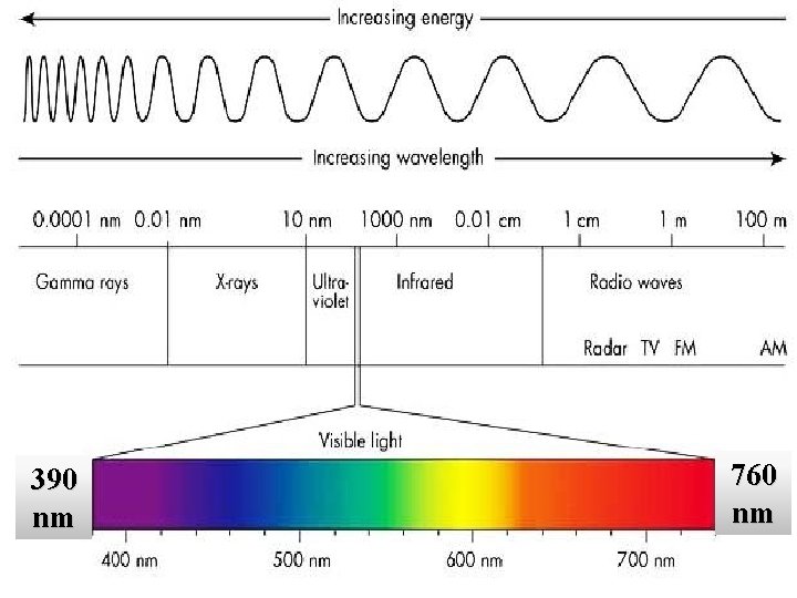 390 nm 760 nm 