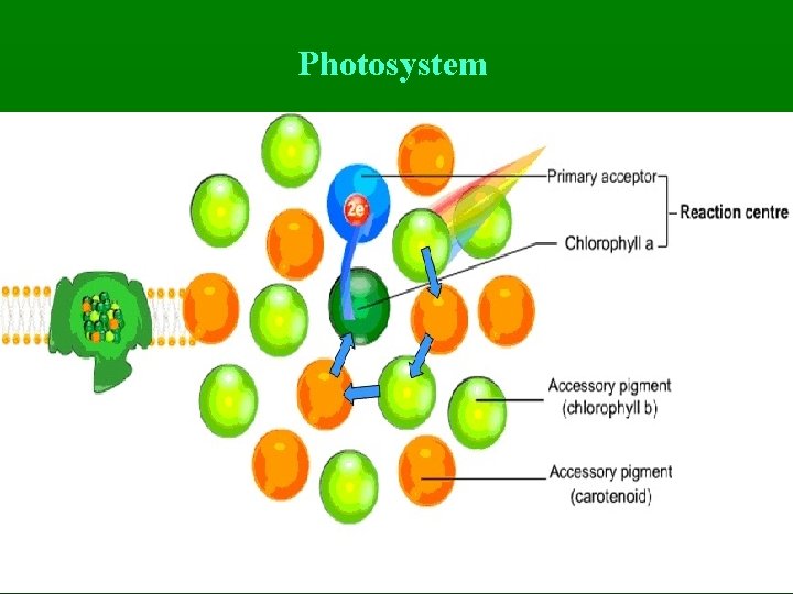 Photosystem 