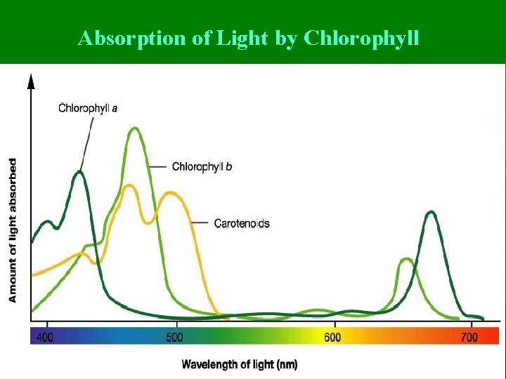Absorption of Light by Chlorophyll 