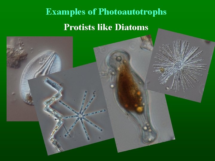 Examples of Photoautotrophs Protists like Diatoms 