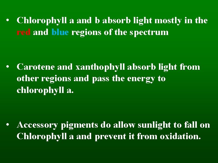  • Chlorophyll a and b absorb light mostly in the red and blue