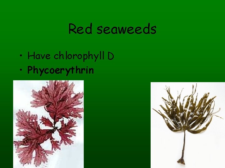 Red seaweeds • Have chlorophyll D • Phycoerythrin 