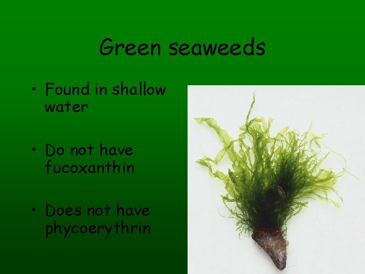 Green seaweeds • Found in shallow water • Do not have fucoxanthin • Does