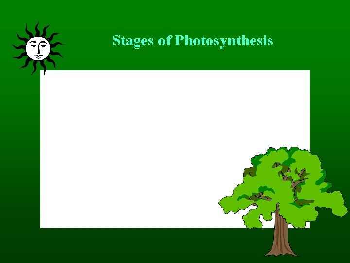 Stages of Photosynthesis 