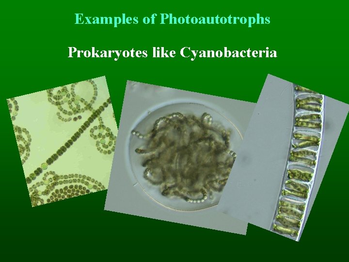 Examples of Photoautotrophs Prokaryotes like Cyanobacteria 