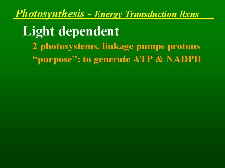 Photosynthesis - Energy Transduction Rxns Light dependent 2 photosystems, linkage pumps protons “purpose”: to