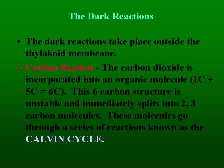 The Dark Reactions • The dark reactions take place outside thylakoid membrane. • Carbon