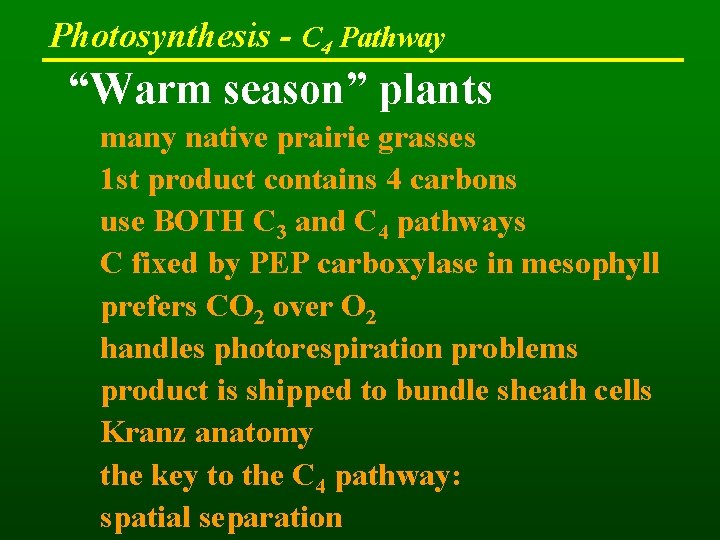 Photosynthesis - C 4 Pathway “Warm season” plants many native prairie grasses 1 st