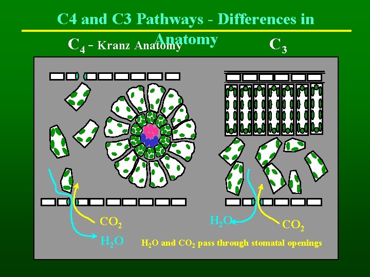 C 4 and C 3 Pathways - Differences in Anatomy C - Kranz Anatomy