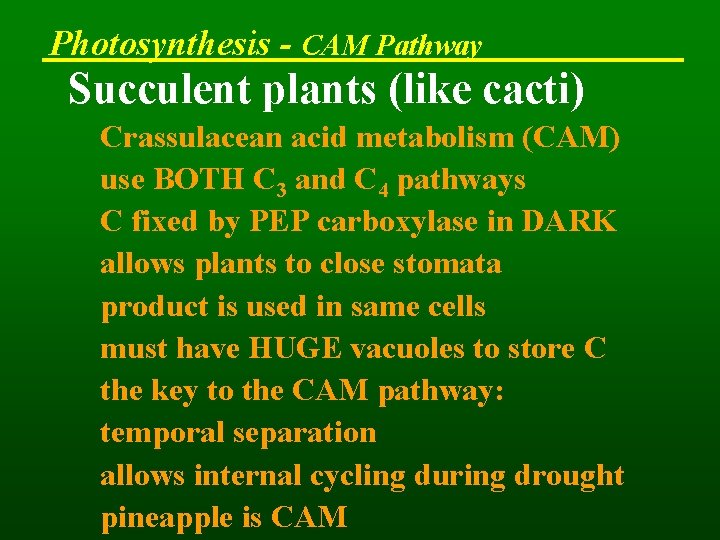 Photosynthesis - CAM Pathway Succulent plants (like cacti) Crassulacean acid metabolism (CAM) use BOTH