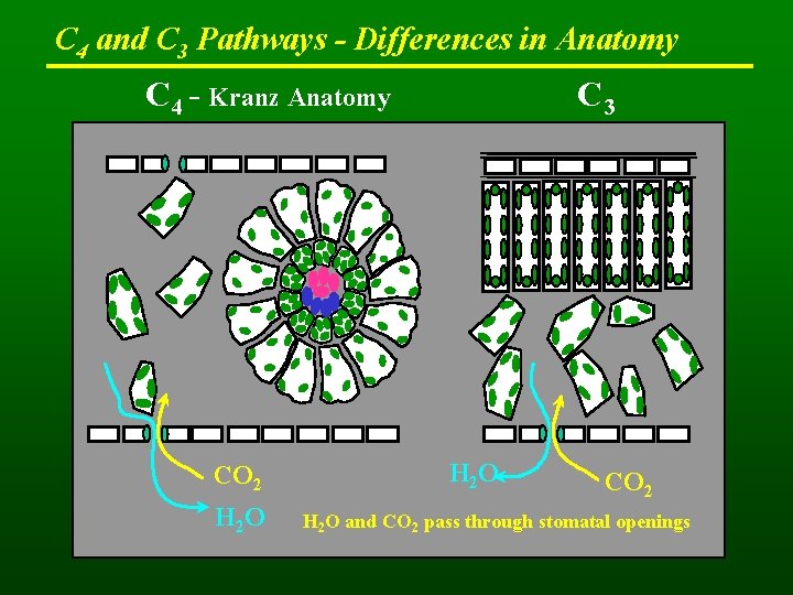 C 4 and C 3 Pathways - Differences in Anatomy C 4 - Kranz