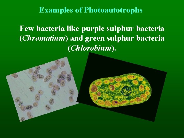 Examples of Photoautotrophs Few bacteria like purple sulphur bacteria (Chromatium) and green sulphur bacteria