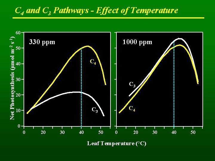 C 4 and C 3 Pathways - Effect of Temperature Net Photosynthesis (µmol m-2