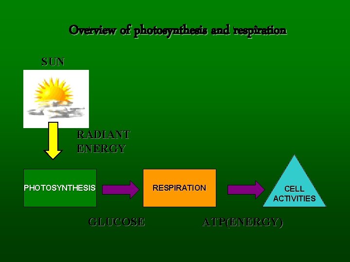 Overview of photosynthesis and respiration SUN RADIANT ENERGY PHOTOSYNTHESIS GLUCOSE RESPIRATION CELL ACTIVITIES ATP(ENERGY)