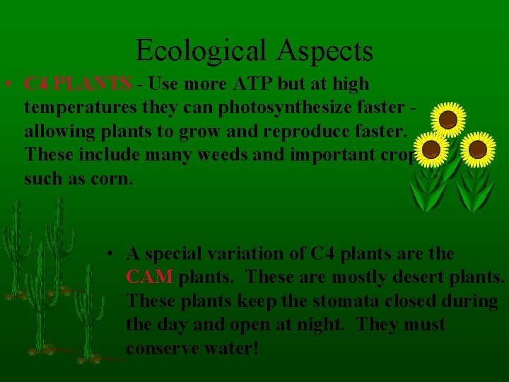 Ecological Aspects • C 4 PLANTS - Use more ATP but at high temperatures