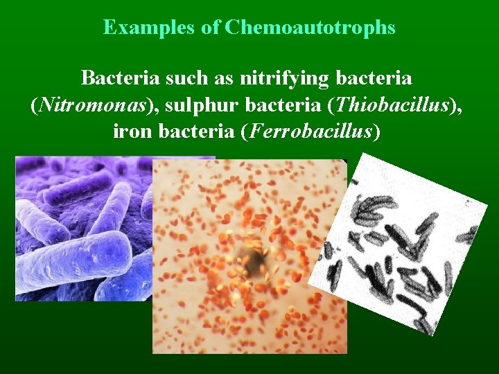 Examples of Chemoautotrophs Bacteria such as nitrifying bacteria (Nitromonas), sulphur bacteria (Thiobacillus), iron bacteria