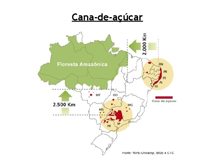 Cana-de-açúcar 