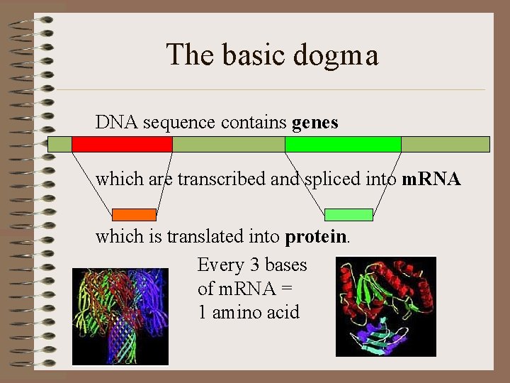 The basic dogma DNA sequence contains genes which are transcribed and spliced into m.