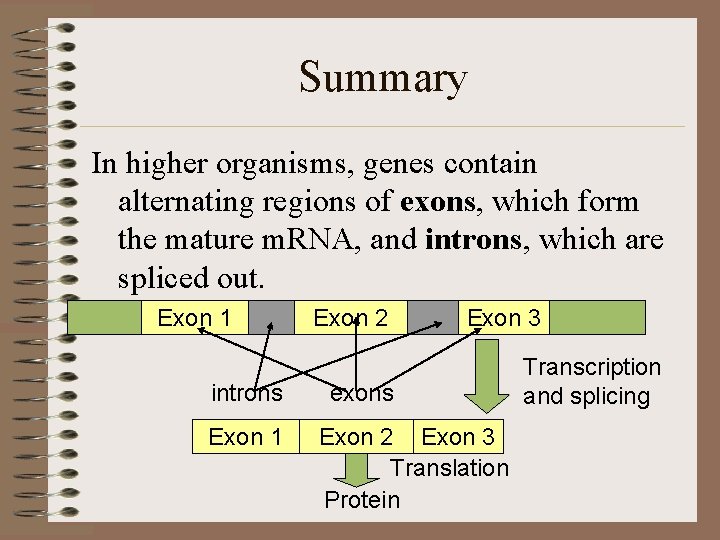 Summary In higher organisms, genes contain alternating regions of exons, which form the mature