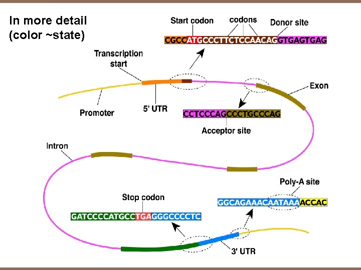 In more detail (color ~state) 