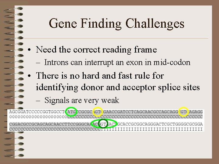 Gene Finding Challenges • Need the correct reading frame – Introns can interrupt an
