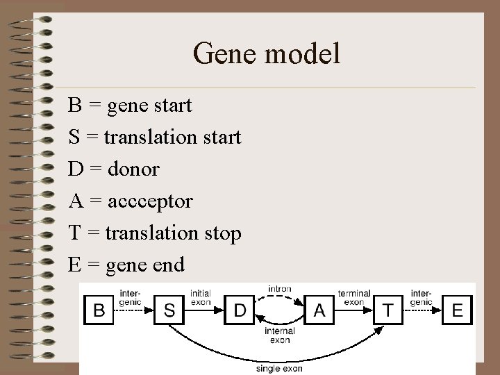 Gene model B = gene start S = translation start D = donor A