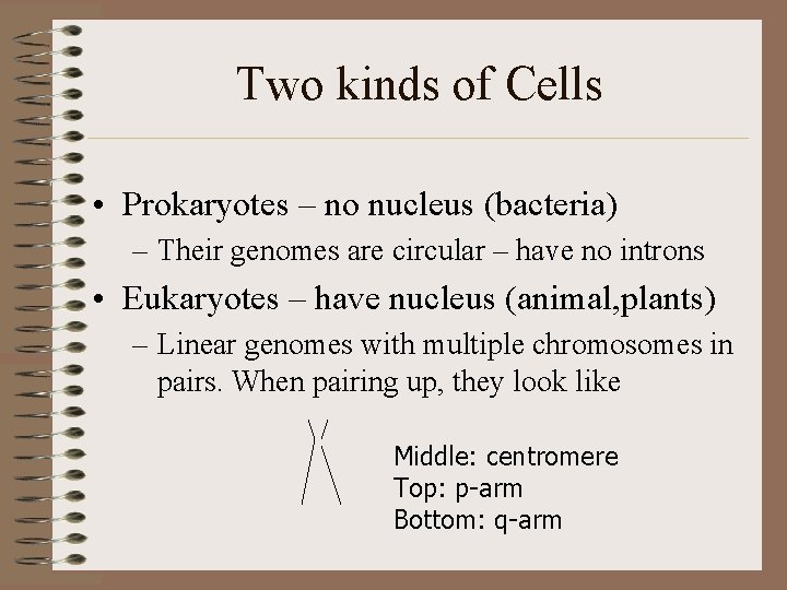 Two kinds of Cells • Prokaryotes – no nucleus (bacteria) – Their genomes are