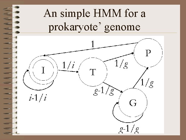 An simple HMM for a prokaryote’ genome 