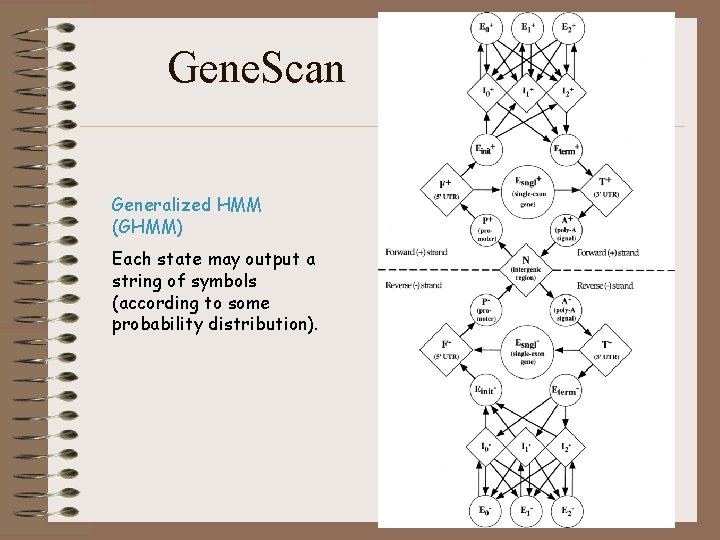 Gene. Scan Generalized HMM (GHMM) Each state may output a string of symbols (according