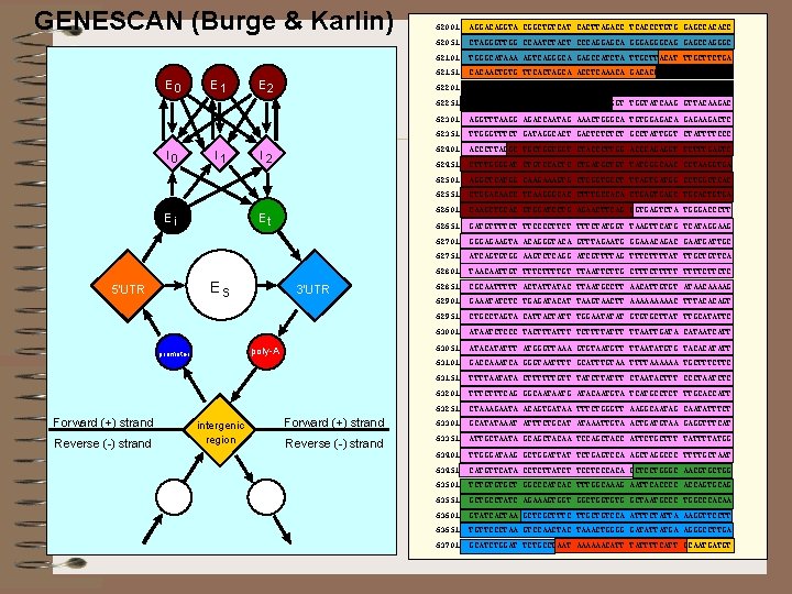 GENESCAN (Burge & Karlin) E 0 I 0 E 1 I 1 Ei Reverse