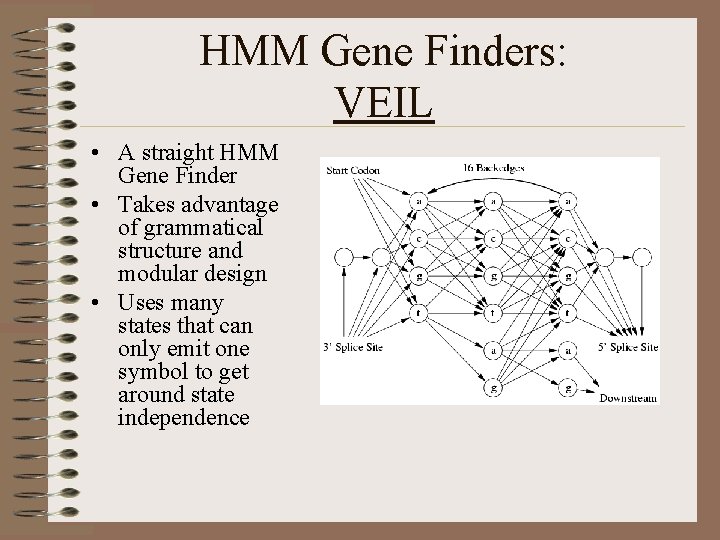HMM Gene Finders: VEIL • A straight HMM Gene Finder • Takes advantage of