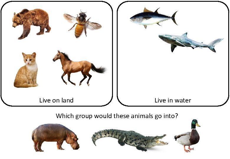 Live on land Live in water Which group would these animals go into? 