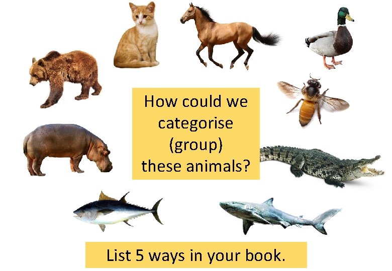 How could we categorise (group) these animals? List 5 ways in your book. 