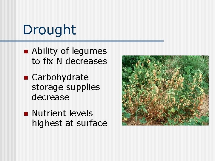 Drought n Ability of legumes to fix N decreases n Carbohydrate storage supplies decrease