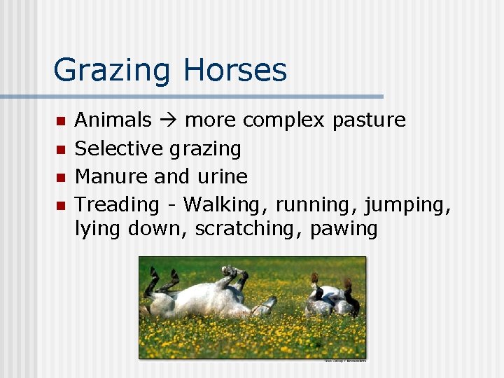 Grazing Horses n n Animals more complex pasture Selective grazing Manure and urine Treading