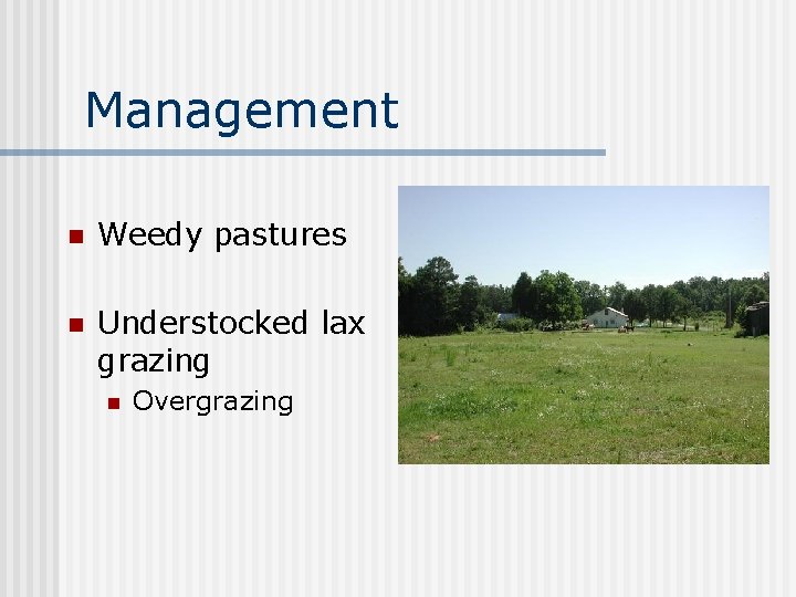 Management n Weedy pastures n Understocked lax grazing n Overgrazing 