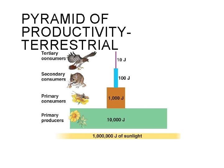 PYRAMID OF PRODUCTIVITYTERRESTRIAL 