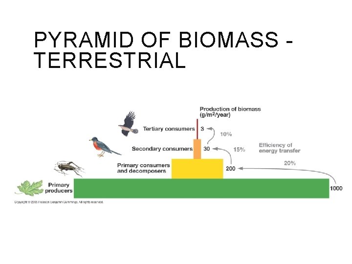 PYRAMID OF BIOMASS TERRESTRIAL 