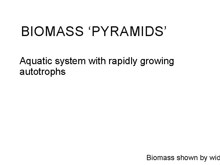 BIOMASS ‘PYRAMIDS’ Aquatic system with rapidly growing autotrophs Biomass shown by wid 