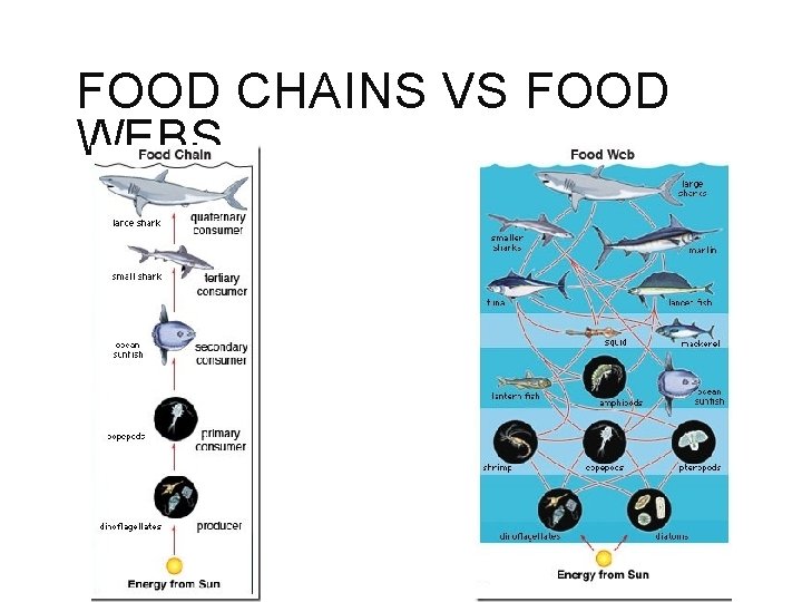 FOOD CHAINS VS FOOD WEBS 