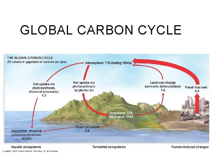 GLOBAL CARBON CYCLE 