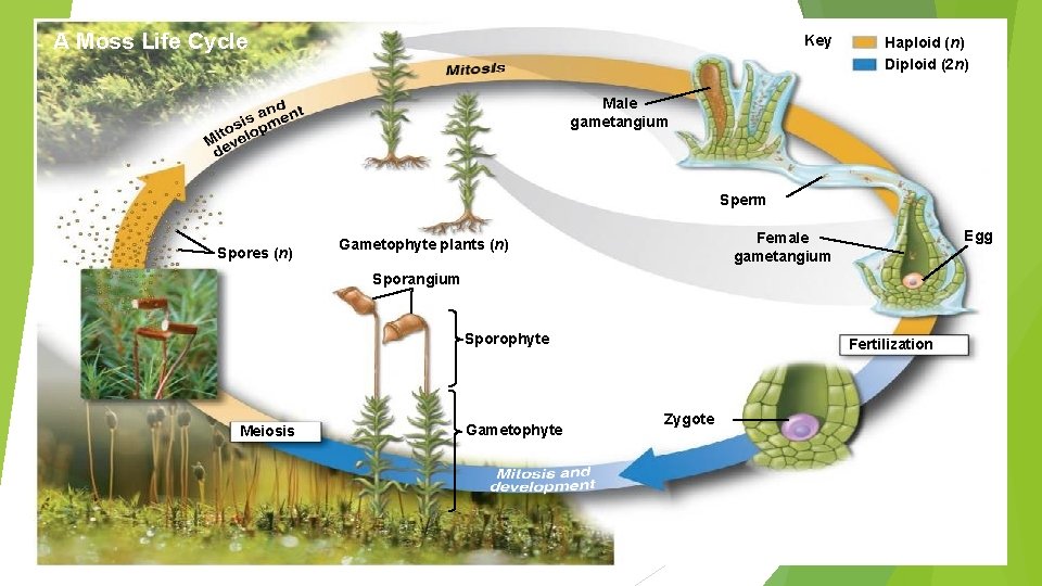 A Moss Life Cycle Key Haploid (n) Diploid (2 n) Male gametangium Sperm Spores