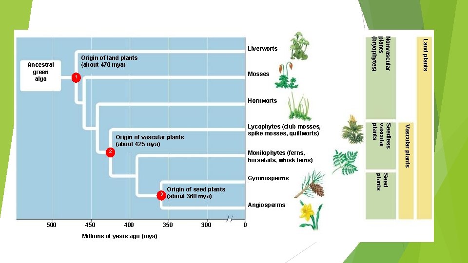 Mosses 1 Land plants Ancestral green alga Origin of land plants (about 470 mya)