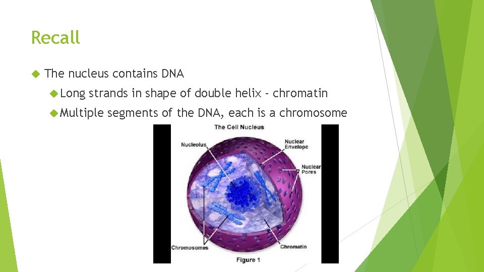 Recall The nucleus contains DNA Long strands in shape of double helix - chromatin