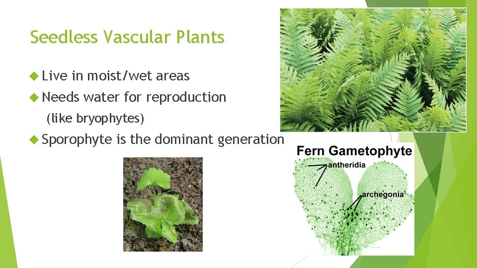 Seedless Vascular Plants Live in moist/wet areas Needs water for reproduction (like bryophytes) Sporophyte