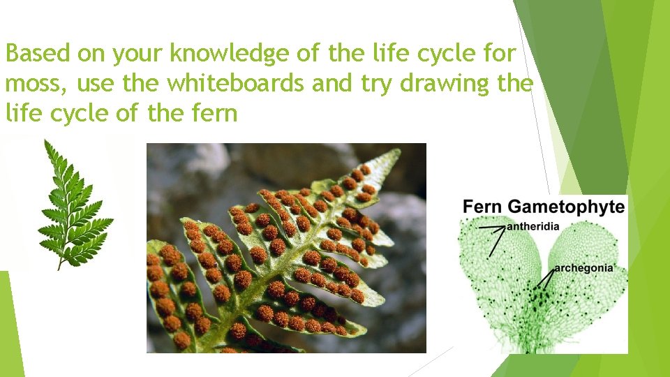 Based on your knowledge of the life cycle for moss, use the whiteboards and