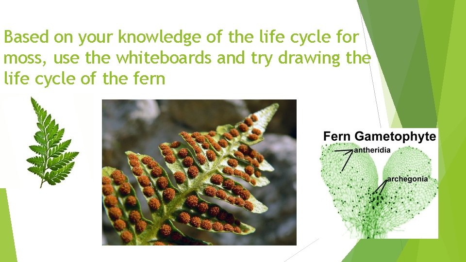 Based on your knowledge of the life cycle for moss, use the whiteboards and